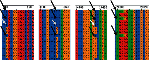 A Unique Trinucleotide-Bloc Mutation-Based Two SARS-CoV-2 Genotypes with Potential Pathogenic Impacts.