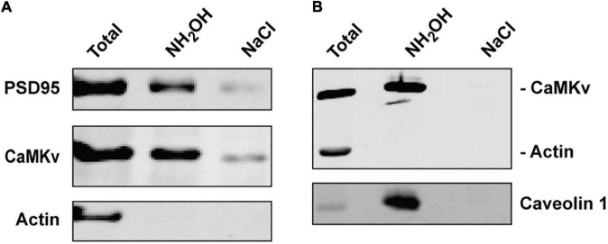 Palmitoylation-regulated interactions of the pseudokinase calmodulin kinase-like vesicle-associated with membranes and Arc/Arg3.1.