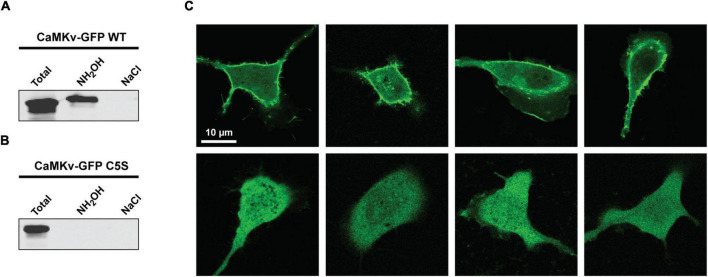 Palmitoylation-regulated interactions of the pseudokinase calmodulin kinase-like vesicle-associated with membranes and Arc/Arg3.1.