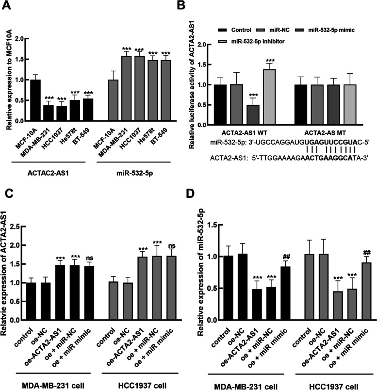 lncRNA ACTA2-AS1 predicts malignancy and poor prognosis of triple-negative breast cancer and regulates tumor progression via modulating miR-532-5p.