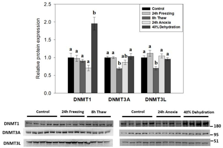 DNA Hypomethylation May Contribute to Metabolic Recovery of Frozen Wood Frog Brains.