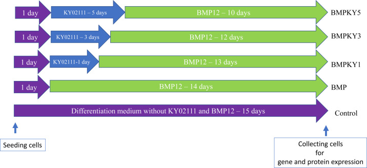 The combination of BMP12 and KY02111 enhances tendon differentiation in bone marrow-derived equine mesenchymal stromal cells (BM-eMSCs).