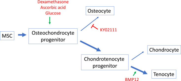 The combination of BMP12 and KY02111 enhances tendon differentiation in bone marrow-derived equine mesenchymal stromal cells (BM-eMSCs).