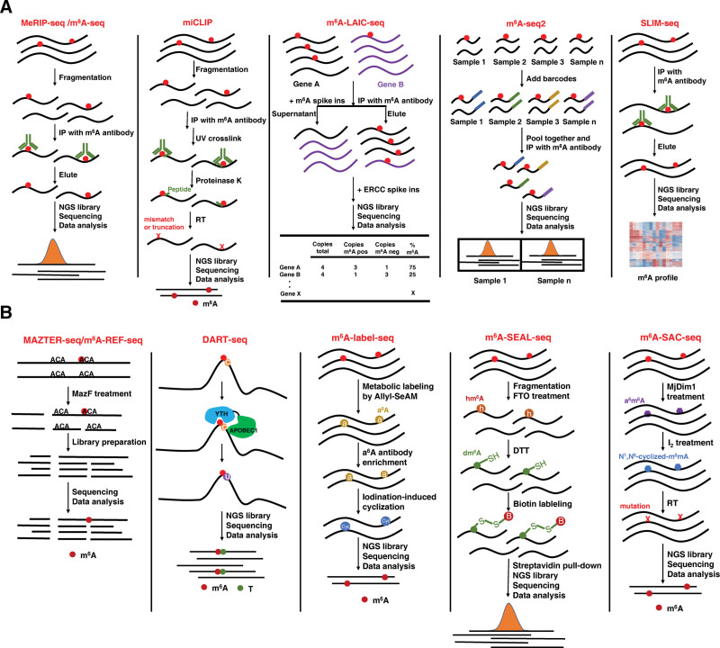 RNA m<sup>6</sup>A modification: Mapping methods, roles, and mechanisms in acute myeloid leukemia.