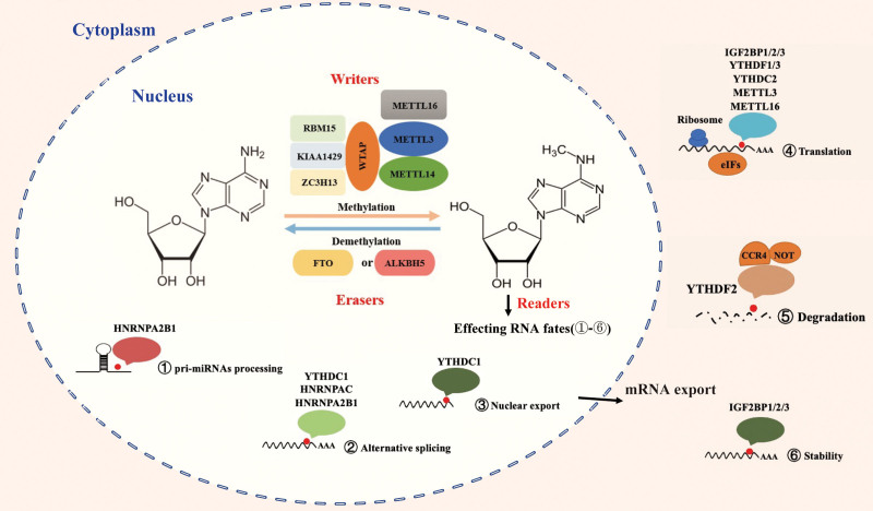 RNA m<sup>6</sup>A modification: Mapping methods, roles, and mechanisms in acute myeloid leukemia.