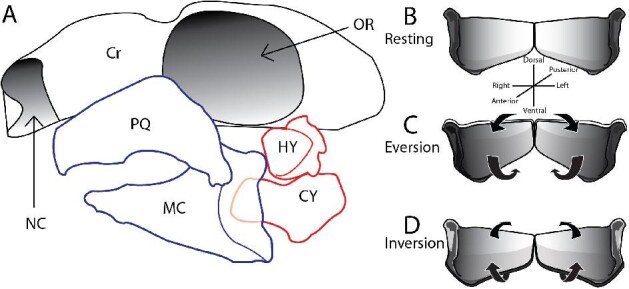 Long-Axis Rotation of Jaws of Bamboo Sharks (<i>Chiloscyllium plagiosum</i>) During Suction Feeding.
