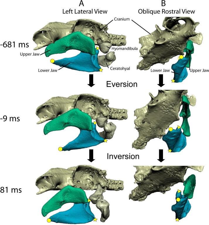 Long-Axis Rotation of Jaws of Bamboo Sharks (<i>Chiloscyllium plagiosum</i>) During Suction Feeding.