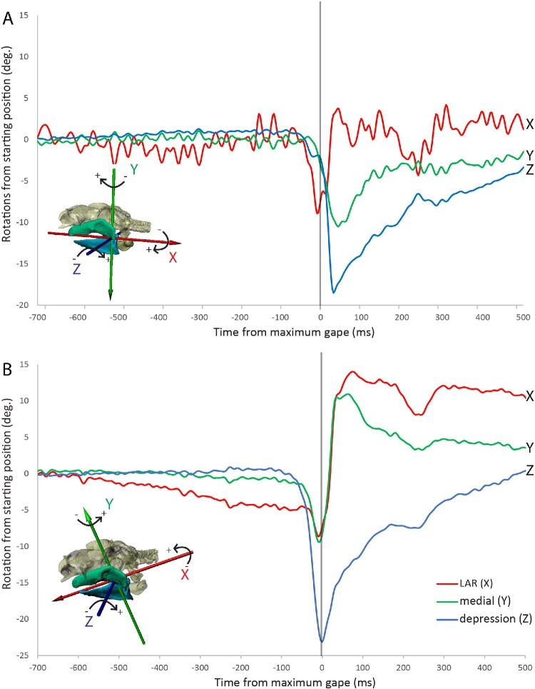 Long-Axis Rotation of Jaws of Bamboo Sharks (<i>Chiloscyllium plagiosum</i>) During Suction Feeding.
