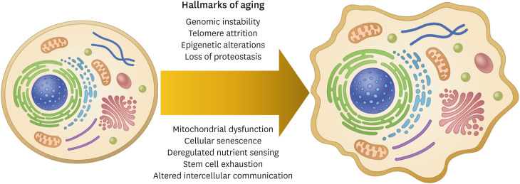 Is Telomere Length Shortening a Risk Factor for Neurodegenerative Disorders?