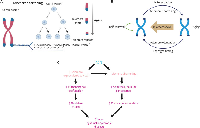 Is Telomere Length Shortening a Risk Factor for Neurodegenerative Disorders?