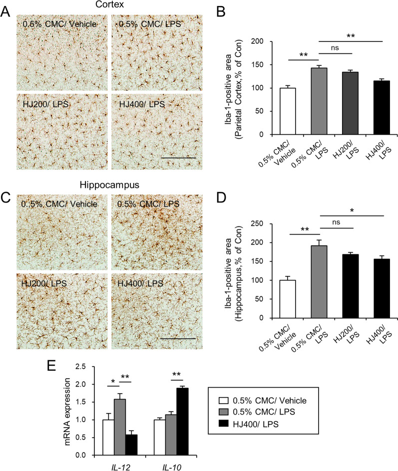 Humulus japonicus attenuates LPS-and scopolamine-induced cognitive impairment in mice.