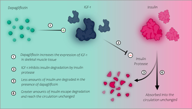 A Possible Novel Effect for Dapagliflozin in the Management of Subcutaneous Insulin Resistance Syndrome: A Report of Two Cases.