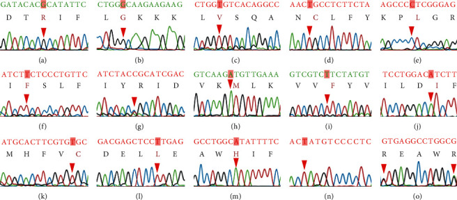 Molecular Characterization and Genotype-Phenotype Correlation of G6PD Mutations in Five Ethnicities of Northern Vietnam.