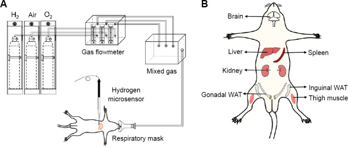 <i>In vivo</i> microelectrode monitoring of real-time hydrogen concentration in different tissues of rats after inhaling hydrogen gas.