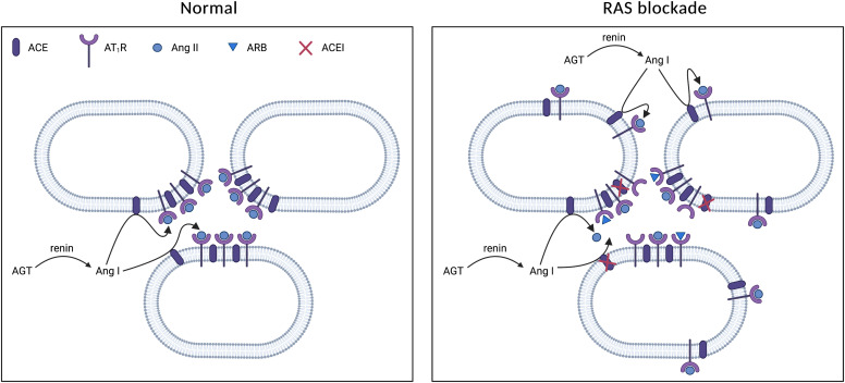 Kidney Angiotensin in Cardiovascular Disease: Formation and Drug Targeting.