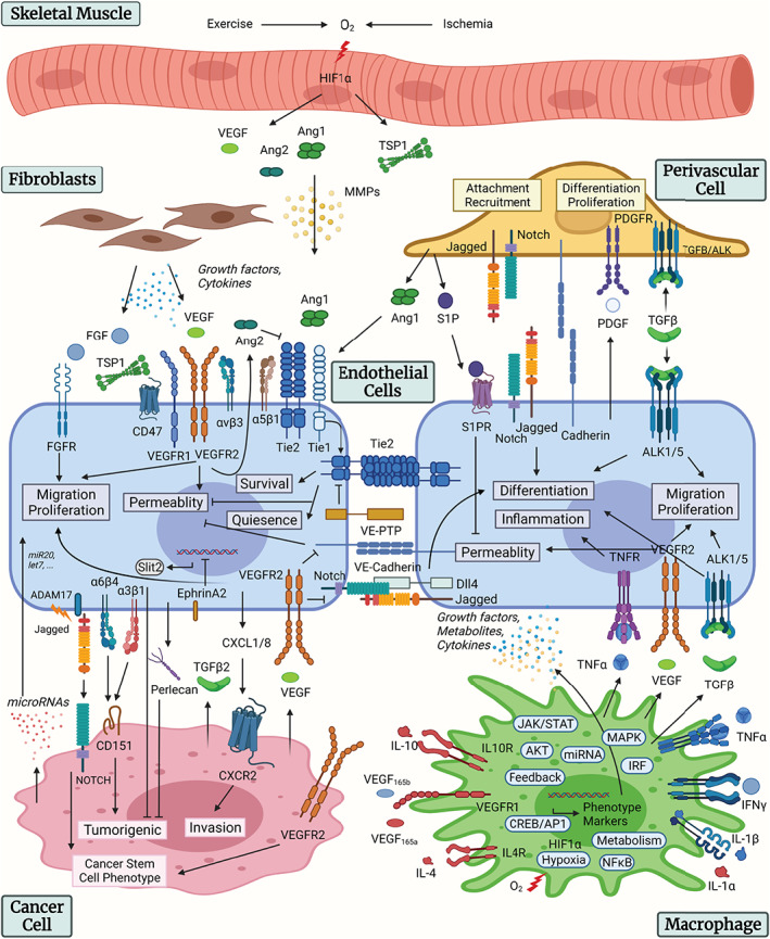 Systems biology of angiogenesis signaling: Computational models and omics.