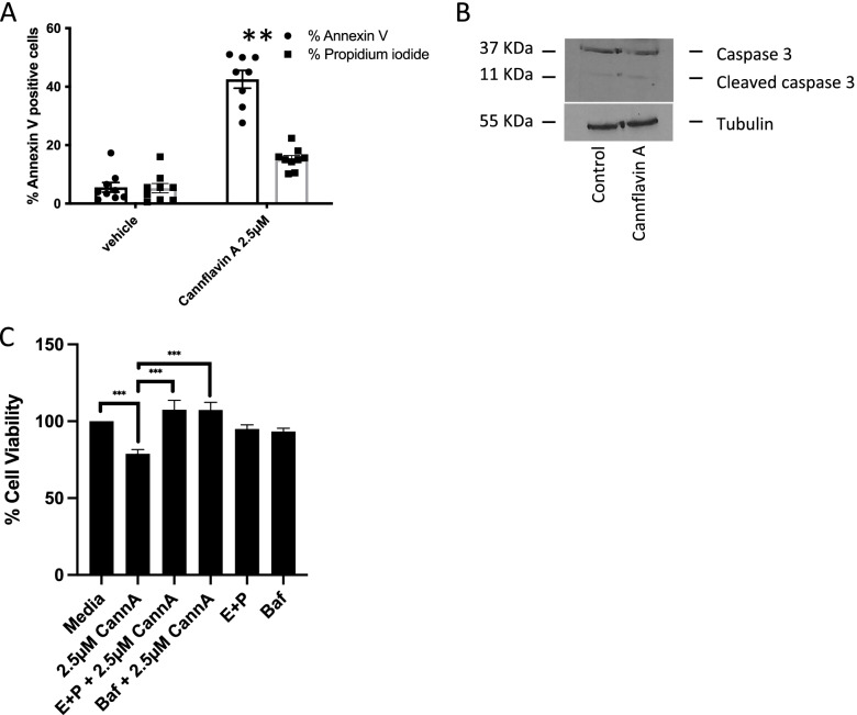 Anti-cancer properties of cannflavin A and potential synergistic effects with gemcitabine, cisplatin, and cannabinoids in bladder cancer.