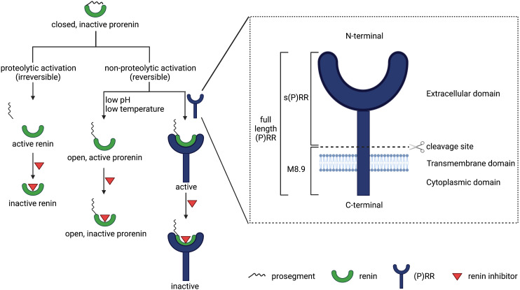 Kidney Angiotensin in Cardiovascular Disease: Formation and Drug Targeting.