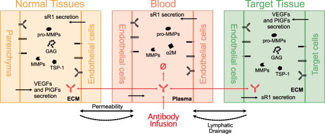 Systems biology of angiogenesis signaling: Computational models and omics.