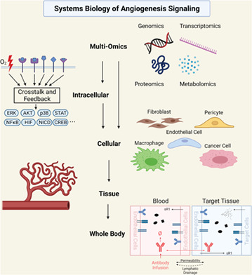 Systems biology of angiogenesis signaling: Computational models and omics.