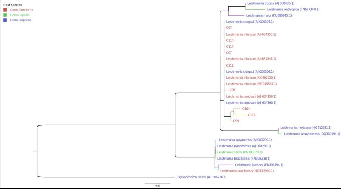 PCR-RLFP characterization of Leishmania spp. in domestic animals from the south-western border of Brazil.