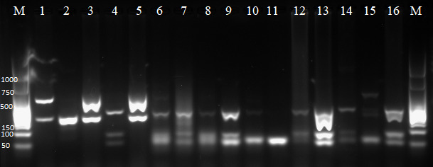 PCR-RLFP characterization of Leishmania spp. in domestic animals from the south-western border of Brazil.
