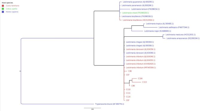 PCR-RLFP characterization of Leishmania spp. in domestic animals from the south-western border of Brazil.