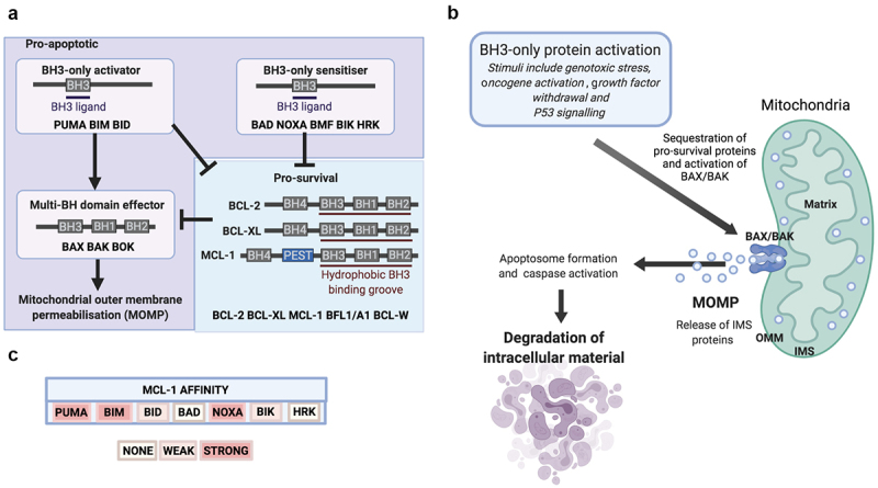 MCL-1 is a clinically targetable vulnerability in breast cancer.