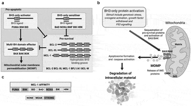 MCL-1 is a clinically targetable vulnerability in breast cancer.