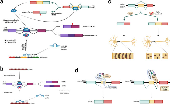 RNA and neuronal function: the importance of post-transcriptional regulation.