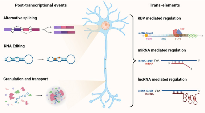 RNA and neuronal function: the importance of post-transcriptional regulation.