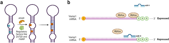 RNA and neuronal function: the importance of post-transcriptional regulation.