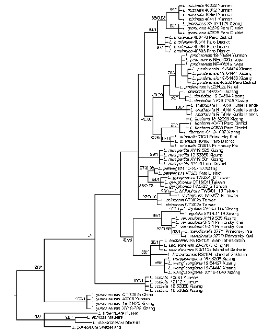 From cradle to grave? A global hotspot and new species of the genus Lobaria discovered in the Himalayas and the Hengduan Mountains.