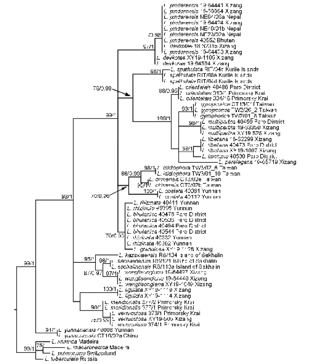 From cradle to grave? A global hotspot and new species of the genus Lobaria discovered in the Himalayas and the Hengduan Mountains.