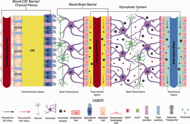 Choroid plexus function in neurological homeostasis and disorders: The awakening of the circadian clocks and orexins.
