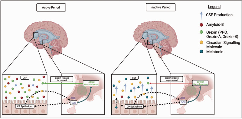 Choroid plexus function in neurological homeostasis and disorders: The awakening of the circadian clocks and orexins.