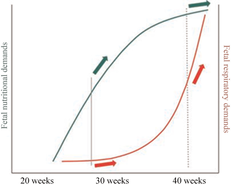 Fetal Growth Restriction: Mechanisms, Epidemiology, and Management.