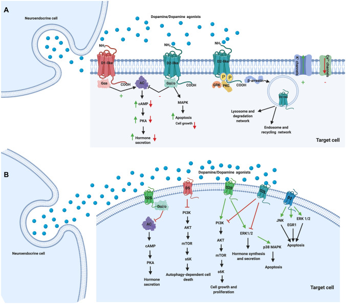The dopaminergic control of Cushing's syndrome.
