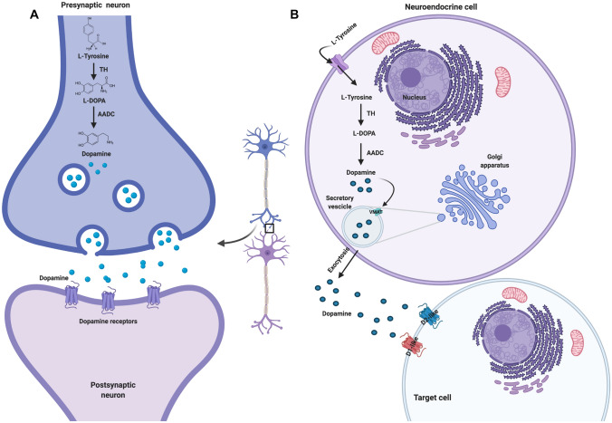 The dopaminergic control of Cushing's syndrome.