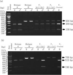 Development of a novel nuclear DNA marker to identify biotypes A and B of the stone leek leafminer, Liriomyza chinensis (Diptera: Agromyzidae)