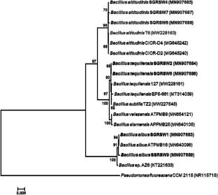 Characterization and functional significance of bacteria associated with rugose spiralling whitefly, Aleurodicus rugioperculatus Martin (Hemiptera: Aleyrodidae) reared on guava plants