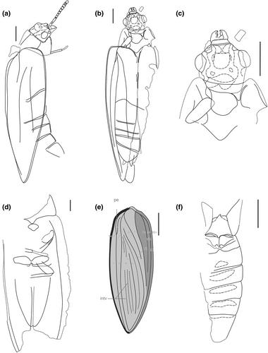 Permian parallelisms: Reanalysis of †Tshekardocoleidae sheds light on the earliest evolution of the Coleoptera