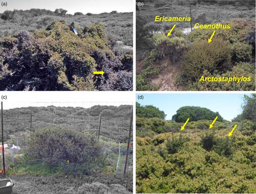 Herbivory mediates direct and indirect interactions in long-unburned chaparral