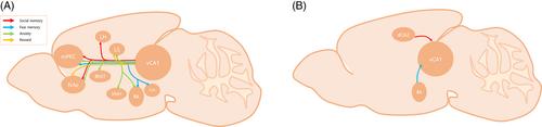 The complexity of ventral CA1 and its multiple functionalities