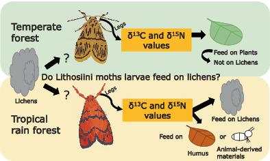 Evidence in stable isotope ratios for lichen-feeding by Lithosiini moths from a tropical rainforest but not from a temperate forest