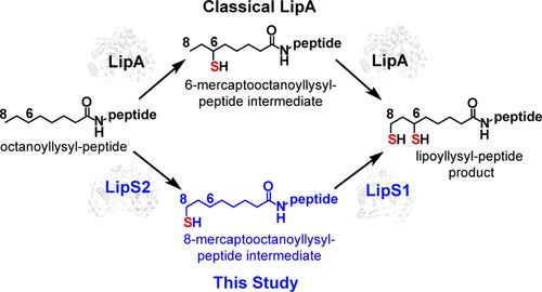 Characterization of LipS1 and LipS2 from Thermococcus kodakarensis: Proteins Annotated as Biotin Synthases, which Together Catalyze Formation of the Lipoyl Cofactor