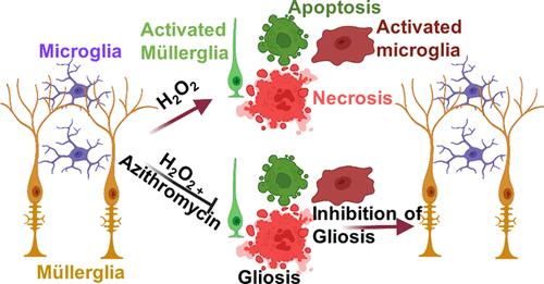 Azithromycin Protects Retinal Glia Against Oxidative Stress-Induced Morphological Changes, Inflammation, and Cell Death