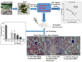 In vitro and In vivo antimalarial activities of Avicennia africana P. Beauv. (Avicenniaceae) ethanolic leaf extract