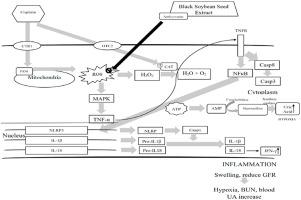 Detam 1 black soybean against cisplatin-induced acute ren failure on rat model via antioxidant, antiinflammatory and antiapoptosis potential