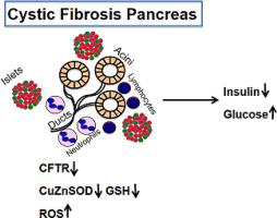 Oxidative stress and impaired insulin secretion in cystic fibrosis pig pancreas